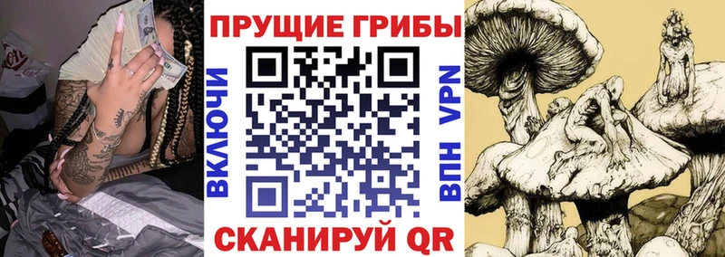наркотики  Ставрополь  Псилоцибиновые грибы MAGIC MUSHROOMS 